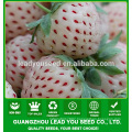 SB02 Bailing new arrival good quality f1 hybrid white strawberry seeds